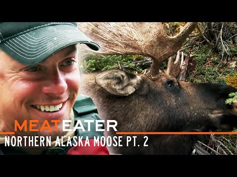 image-Are moose common in Alaska?