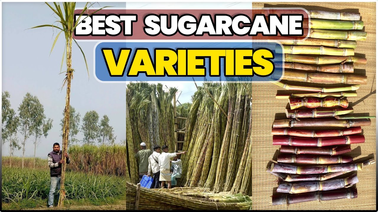 Which is the Best Sugarcane Varieties in the World? | High yielding Sugarcane Varieties