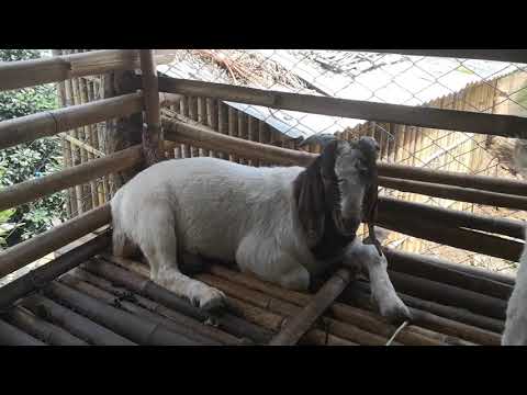 Boer Goat , Manebhanjyang,Okhaldhunga