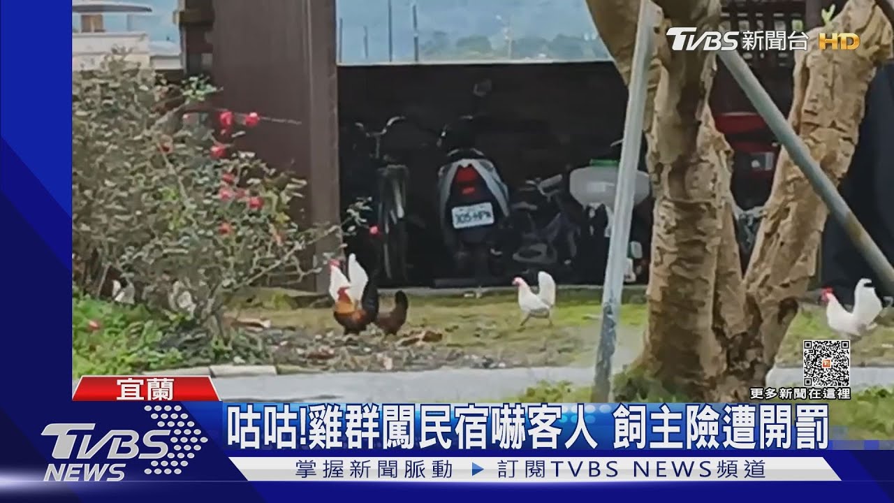 咕咕!雞群闖民宿嚇客人 飼主險遭開罰