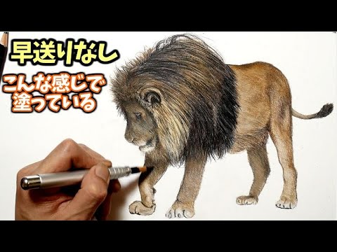 色鉛筆の塗り方 早送りなしはこんな感じで塗っているライオン編　How to Draw a Lion Realistically with Colored Pencils Video