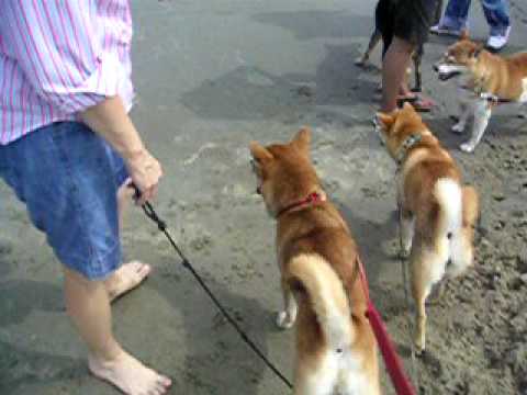 shibas on the beach