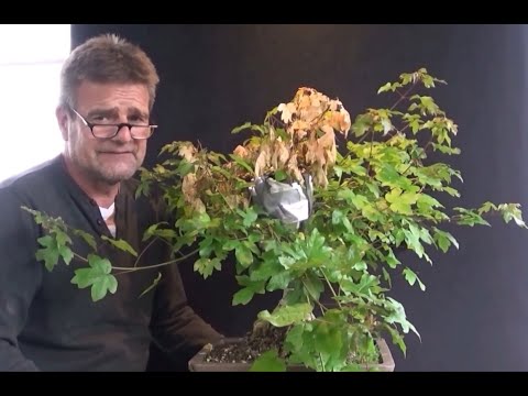 Bonsai 2020-31 - Field Maple - Acer campestre - Complete renovation after failed air layering