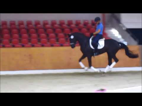 Van Vivaldi - Florencio Stute, geb. 2015