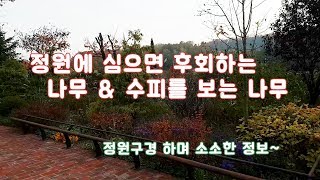 정원에 심으면 후회하는 나무는?