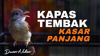 Download lagu MASTERAN KAPAS TEMBAK BESETAN TEMBAKAN KASAR AUDIO JERNIH COCOK UNTUK ISIAN BURUNG MURAI BATU MUDA mp3
