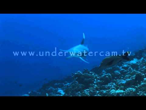 Great hammerhead stock footage: ham clo001