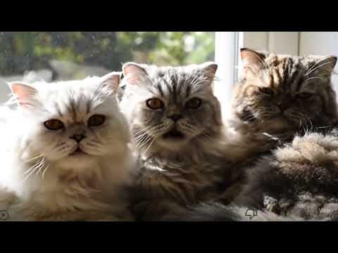 3마리의 귀여운 아기 고양이(Three Adorable Cats)