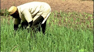 VIVRE DIGNEMENT DE SA TERRE : Une expérience agro écologique au Sénégal