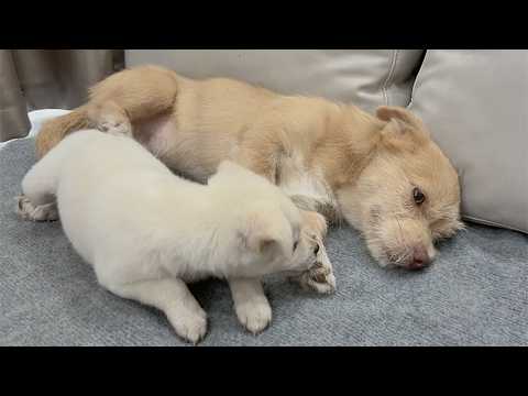 YouTube 썸네일