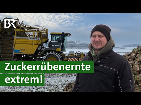 Rübenroder und Wintereinbruch in Bayern: Ernte extrem - Zuckerrüben im Schnee | Unser Land | BR
