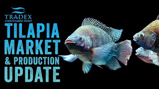 3MMI - Tilapia Market & Production Update