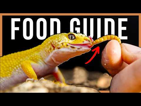 Leopard Gecko Feeding Guide: What Do Leopard Geckos Eat?