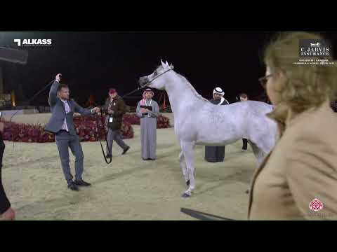 N.48 KDREA AL RAYYAN - Katara Int. Arabian Peninsula Horse Show 2023 - Fillies 2 Years Old Secti...