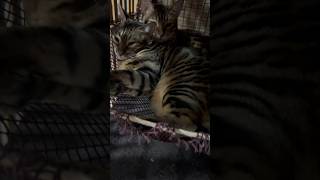 狭いところで一緒に寝る猫が可愛い【ベンガル猫】