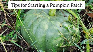Live Chat: Tips for Starting a Pumpkin Patch