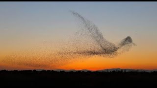 Laurie Anderson - ¨ The Beginning of Memory ¨ Lyrics English Subtitles Subtitulada Español HD bbbb