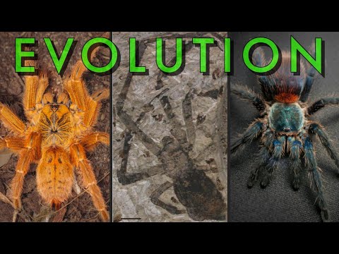 A BRIEF HISTORY of Tarantulas - 300 Million Years of Evolution!