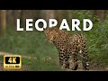 Leopard 4k Ultra Hd Wildlife Animals God Creation 4k