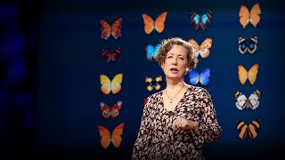 How you can help save the monarch butterfly -- and the planet | Mary Ellen Hannibal