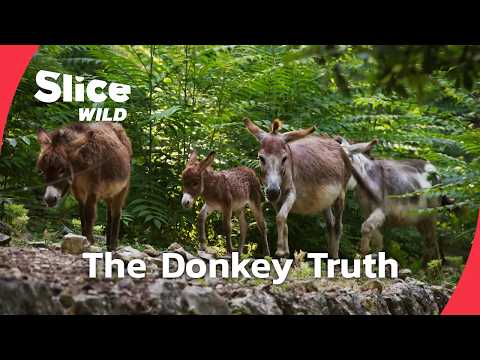 Donkeys: Smarter Than You Think I FULL DOC I SLICE WILD