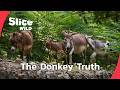 Donkeys: Smarter Than You Think I FULL DOC I SLICE WILD