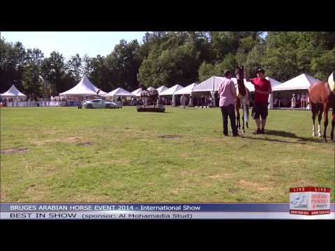 Bruges - International Show - BIS