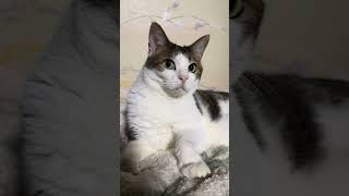 2026年8月4日 今日のしーちゃんฅ^•ω•^ฅ