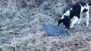 preview picture of video 'Rudi, English springer spaniel, busy spring cleaning!'