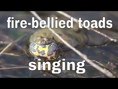 The fire-bellied toads (Bombina bombina) singing