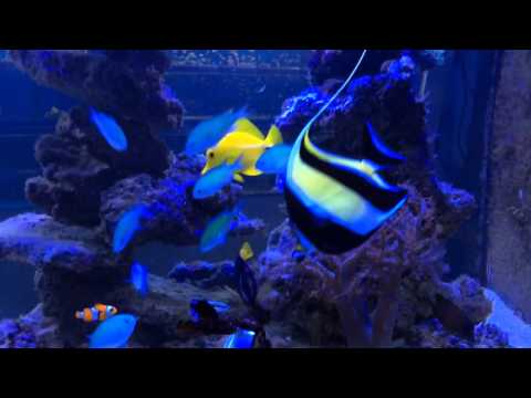 ザンクルス・コルヌトゥス