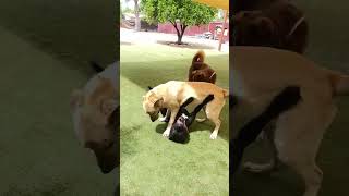 Video preview image #1 Shepradors Puppy For Sale in Marina Del Rey, CA, USA