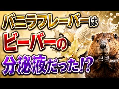 バニラフレーバーの正体はビーバーの分泌液！？