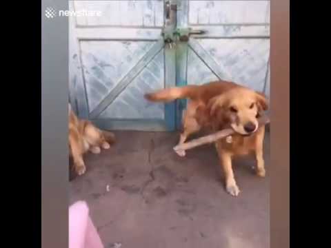 DOG SNITCHES ON FRIEND