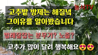 고추재배-고추밭 방제는 해질녘에 하는 이유[농사TV]