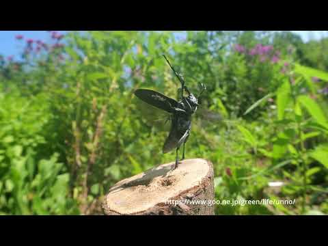 ゴマダラカミキリ離陸