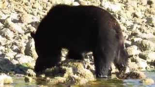 preview picture of video 'Black Bear in the Clayoquot Sound with Tofino Whale Centre Part 5'
