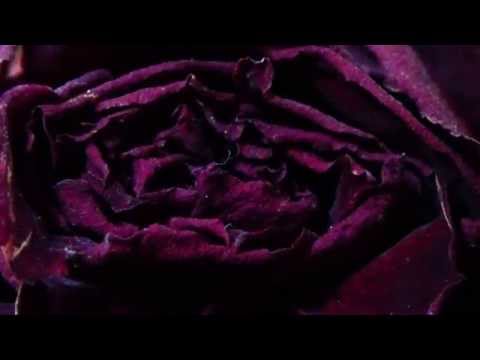 Lightsabres - Dirty Lies [OFFICIAL VIDEO]