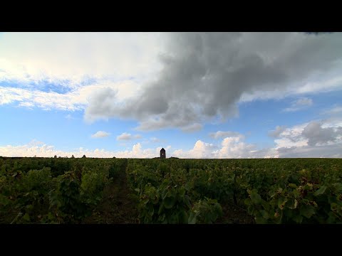 reportage : Muscadet Ménard-Gaborit