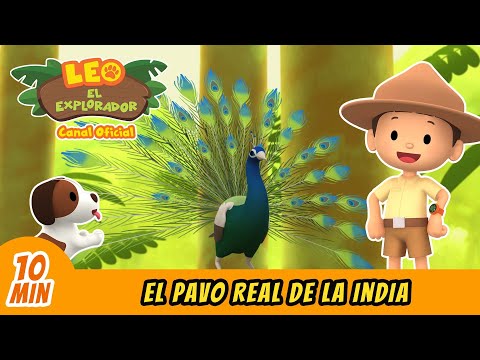 El Pavo Real de la India (Español) - Leo, El Explorador Episodio | Animación - Familia - Niños