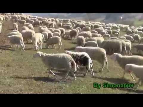 Pecore al Pascolo, nel mio prato, oltre 2000