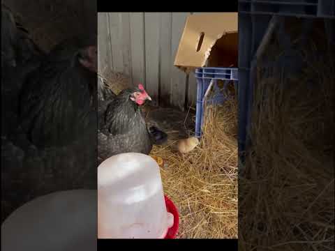 I had to add something from Deadpool and Wolverine #marvel #backyardchickens