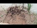 Ant Colony Spotted in Peapack, NJ