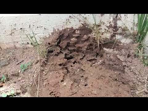 Ant Colony Spotted in Peapack, NJ