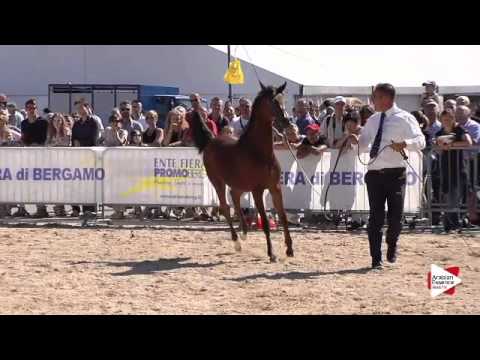 N.101 VIVALDI REGALIS - Bergamo 2015 - Futurity Males (Class 13)