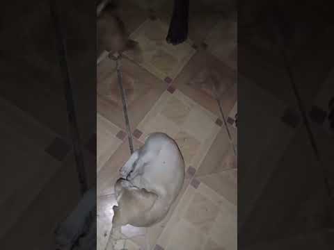 vadivelu#dog comedy😂😄