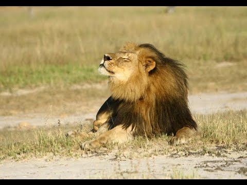 Lessons from #CeciltheLion? Brian May and Rosamund Urwin - Newsnight