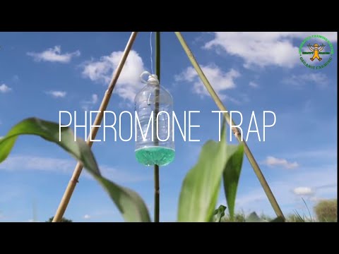 Fall armyworm | Pheromone trap | Pest management