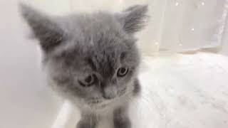 ブリティッシュショートヘアの動画01