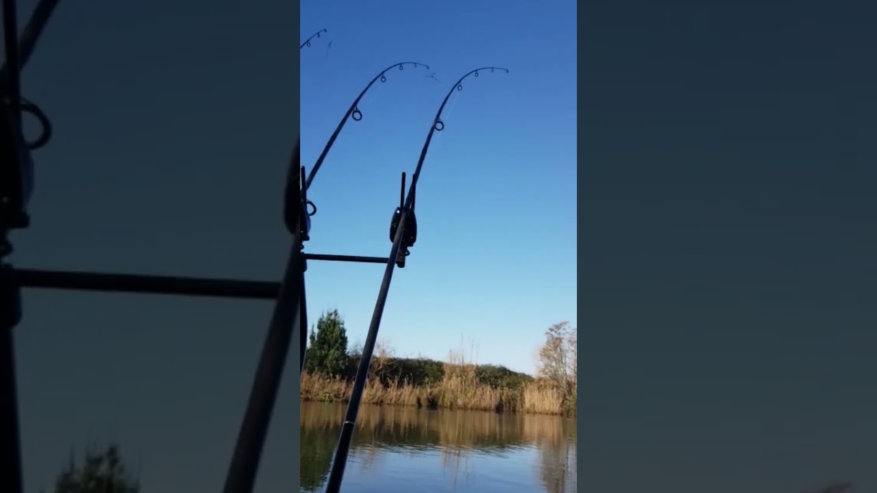Fox Mx+ Carp Run on Rod Pod with Break-Line